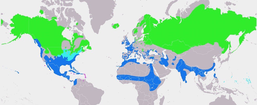 Anas acuta distribution map by the Engineer is licensed under CC-SA 3.0. ... Green=summer nesting, Light blue=in passage;, DarkbBlue=wintering area